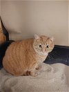 adoptable Cat in , MD named Amelia