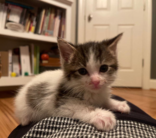 Marco