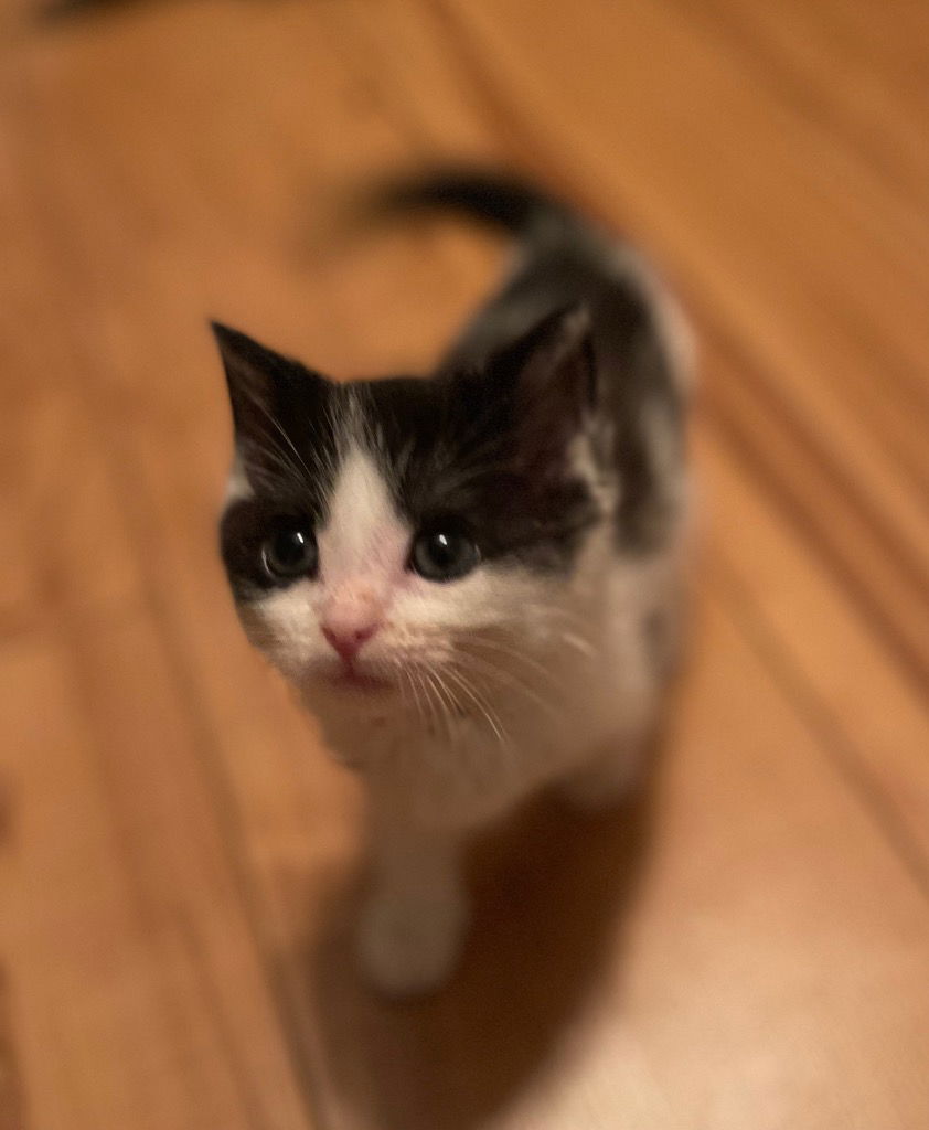 adoptable Cat in Leonardtown, MD named Polo