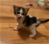 adoptable Cat in leonardtown, MD named Dutch