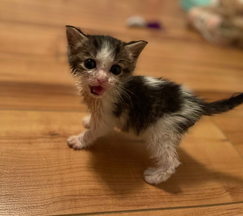 Dutch, Baby Domestic Short Hair, cat for adoption in Leonardtown, Maryland