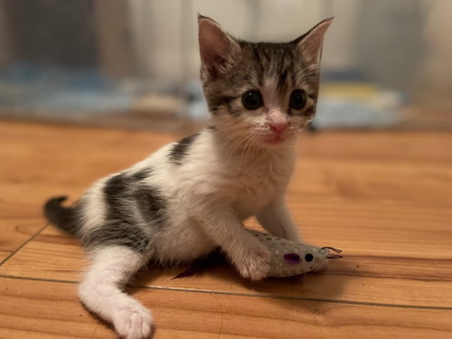 Candy L., Baby Domestic Short Hair, cat for adoption in Leonardtown, Maryland