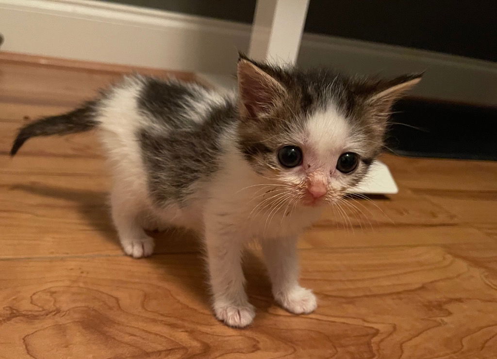 adoptable Cat in Leonardtown, MD named Mouse