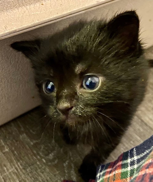 picture of the cat needing adoption