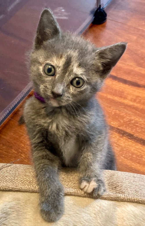 Captain Crunch, Baby Domestic Short Hair, cat for adoption in Leonardtown, Maryland