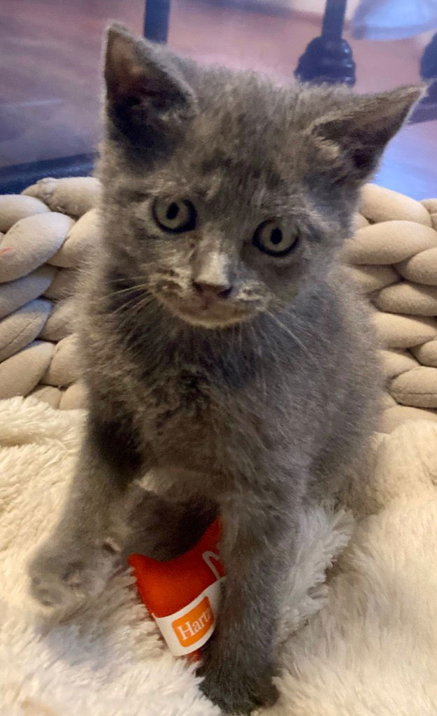 adoptable Cat in Leonardtown, MD named Cheerio