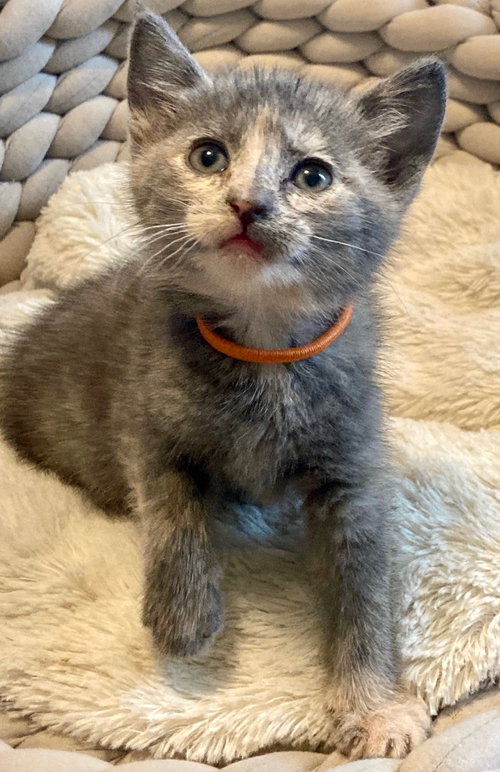 Coco Puff, Baby Domestic Short Hair, cat for adoption in Leonardtown, Maryland