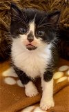 adoptable Cat in leonardtown, MD named El Diablo