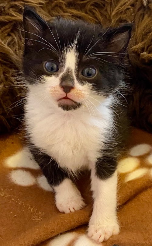 El Diablo, Baby Domestic Short Hair, cat for adoption in Leonardtown, Maryland