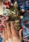 adoptable Cat in leonardtown, MD named Moose