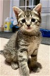 adoptable Cat in leonardtown, MD named Erik