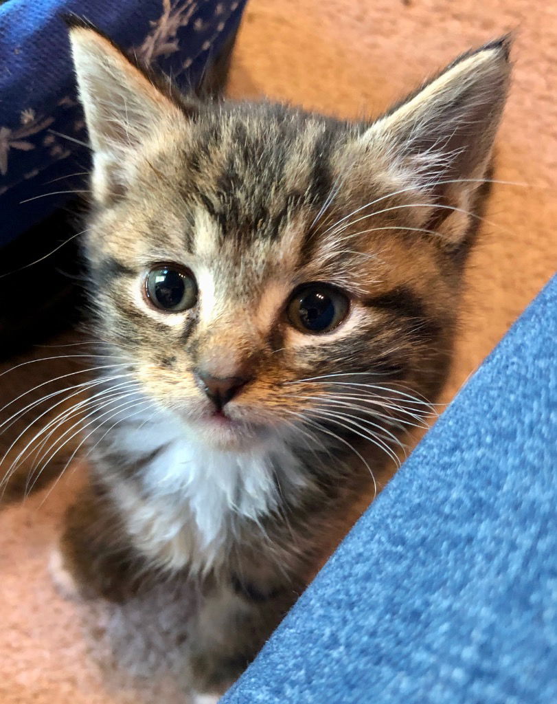 adoptable Cat in Leonardtown, MD named Leif