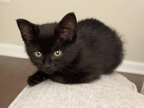 Linc, Baby Domestic Short Hair, cat for adoption in Leonardtown, Maryland