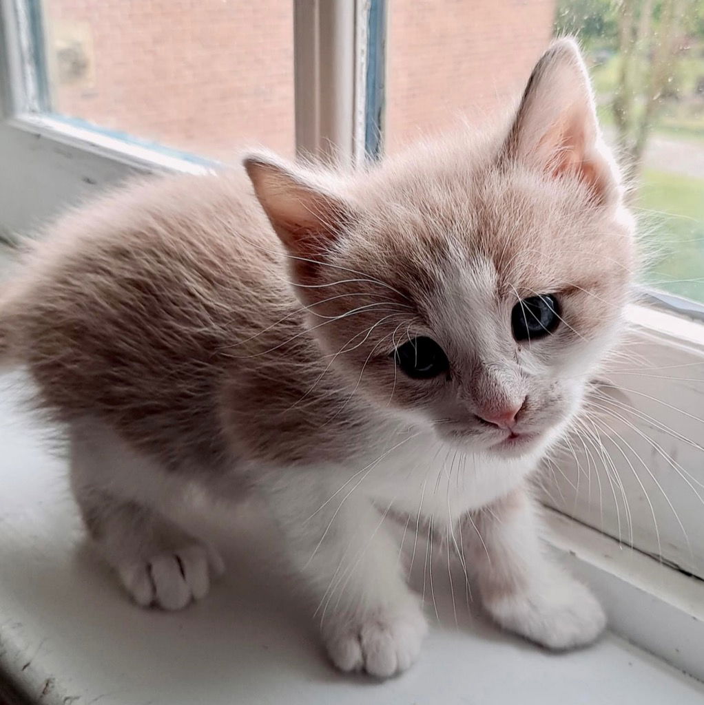 adoptable Cat in Leonardtown, MD named Linden