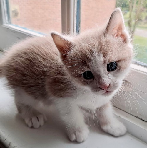 Linden, Baby Domestic Short Hair, cat for adoption in Leonardtown, Maryland