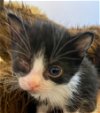 adoptable Cat in leonardtown, MD named Mickey