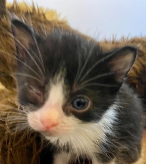 picture of the cat needing adoption