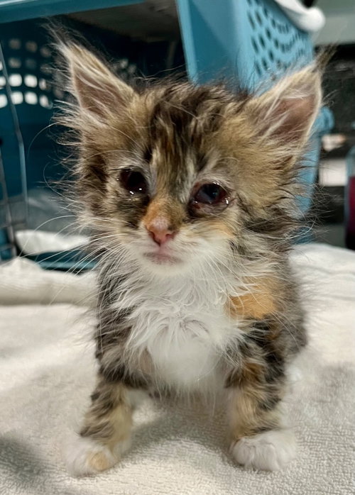 Mimsie, Baby Domestic Short Hair, cat for adoption in Leonardtown, Maryland