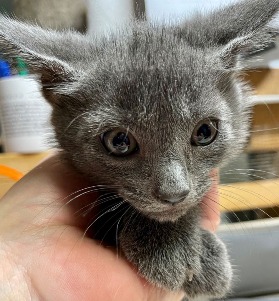 adoptable Cat in Leonardtown, MD named Misty