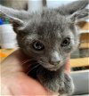 adoptable Cat in leonardtown, MD named Misty