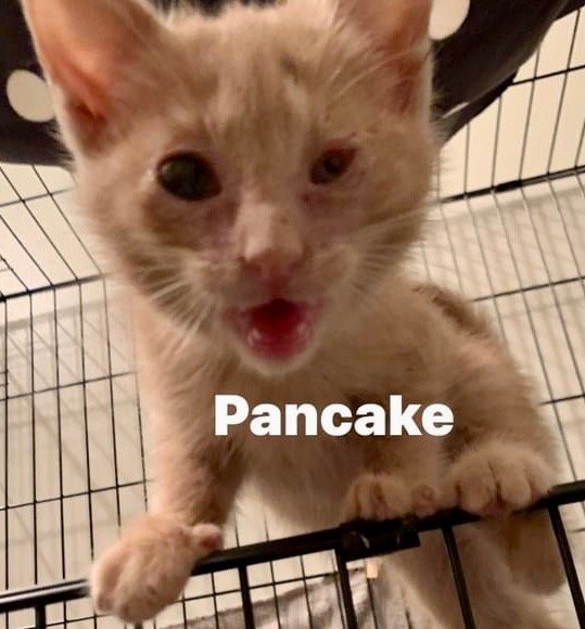 adoptable Cat in Leonardtown, MD named Pancake