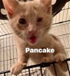 adoptable Cat in , MD named Pancake