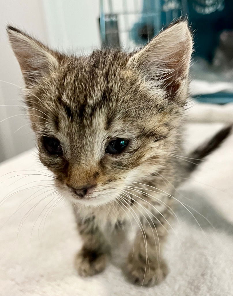 adoptable Cat in Leonardtown, MD named Miss Pearl