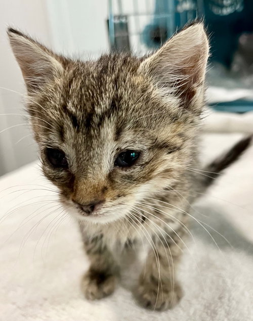 Miss Pearl, Baby Domestic Short Hair, cat for adoption in Leonardtown, Maryland