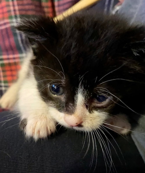 Pinky Rose, Baby Domestic Short Hair, cat for adoption in Leonardtown, Maryland
