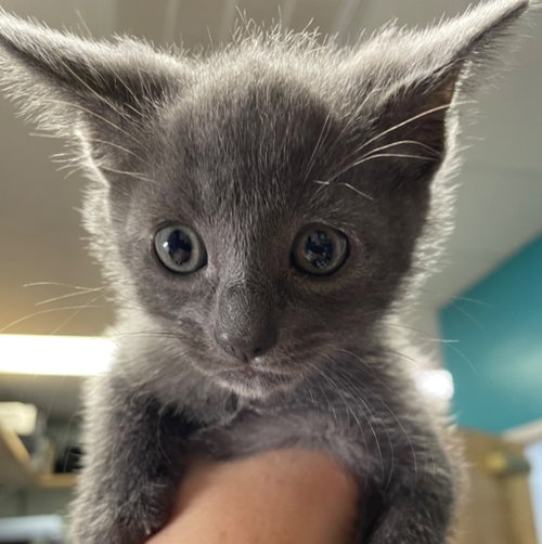 Puffin, Baby Domestic Short Hair, cat for adoption in Leonardtown, Maryland