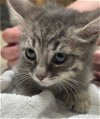 adoptable Cat in leonardtown, MD named Daphne