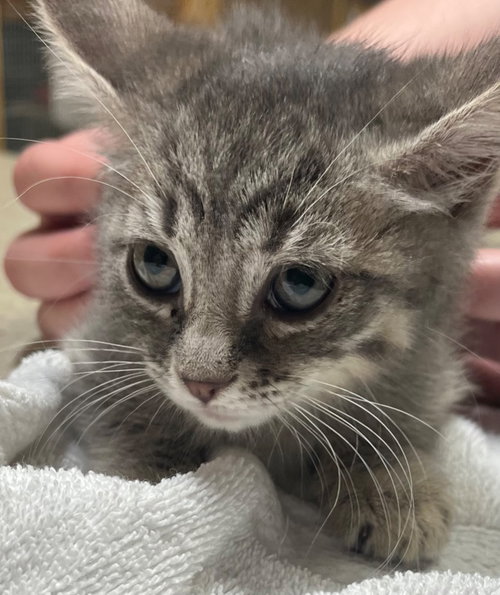 Daphne, Baby Domestic Short Hair, cat for adoption in Leonardtown, Maryland
