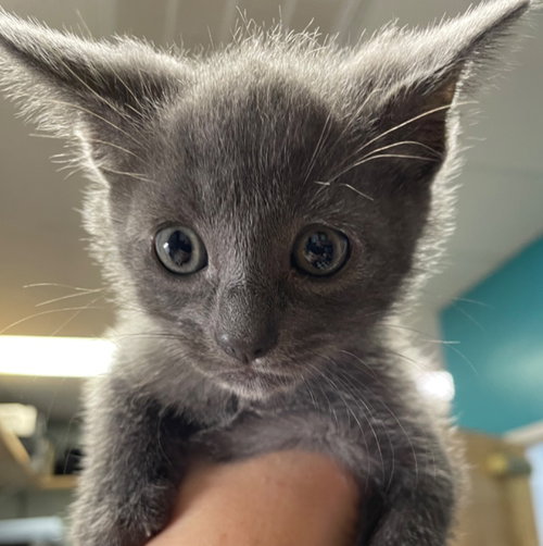 picture of the cat needing adoption