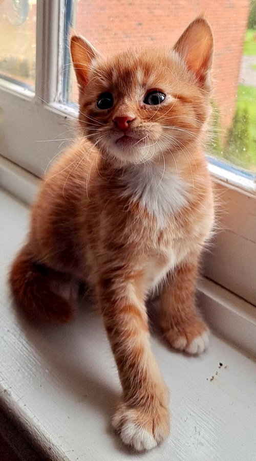 picture of the cat needing adoption