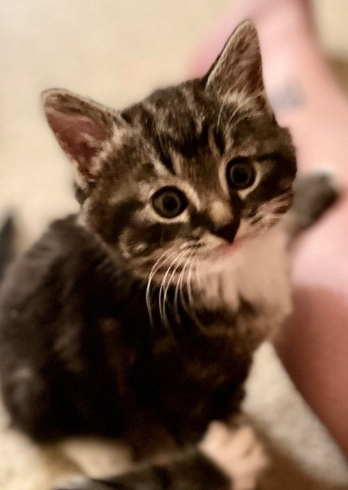 Sam Beckett, Baby Domestic Short Hair, cat for adoption in Leonardtown, Maryland
