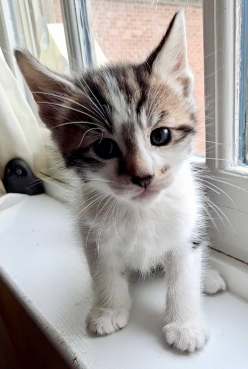 Sorrel, Baby Domestic Short Hair, cat for adoption in Leonardtown, Maryland