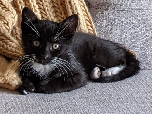 TJ, Baby Domestic Short Hair, cat for adoption in Leonardtown, Maryland