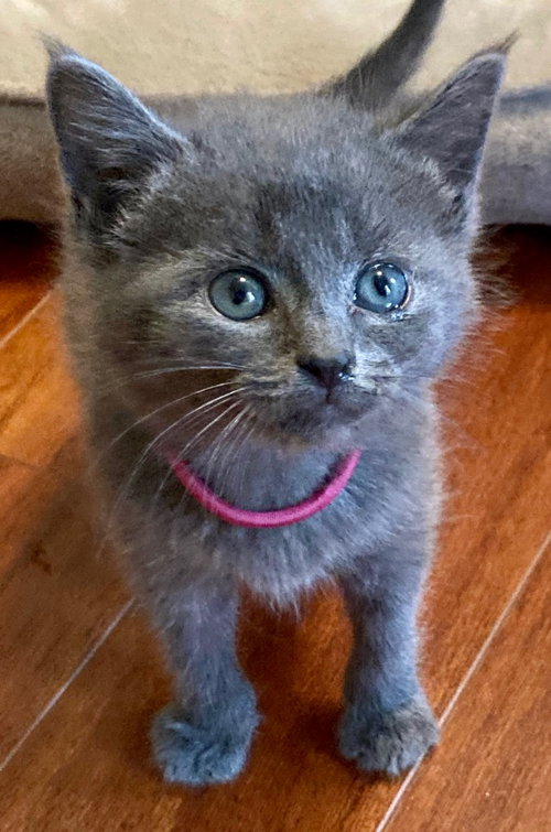 picture of the cat needing adoption