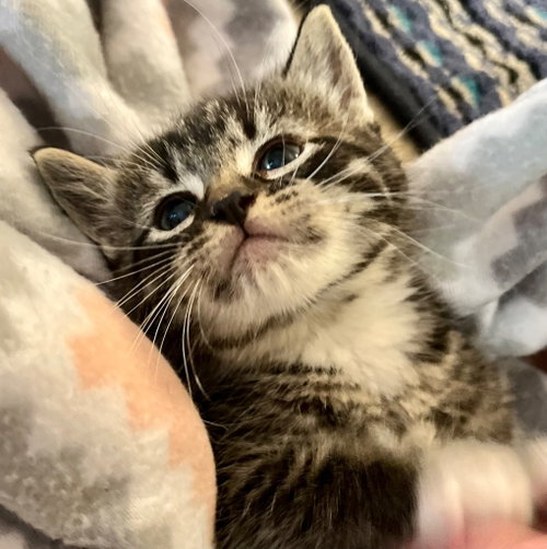 Zoey, Baby Domestic Short Hair, cat for adoption in Leonardtown, Maryland