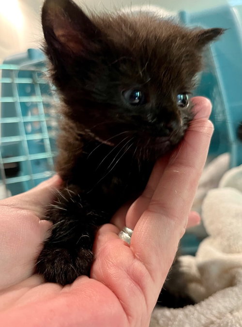 Tod, Baby Domestic Short Hair, cat for adoption in Leonardtown, Maryland
