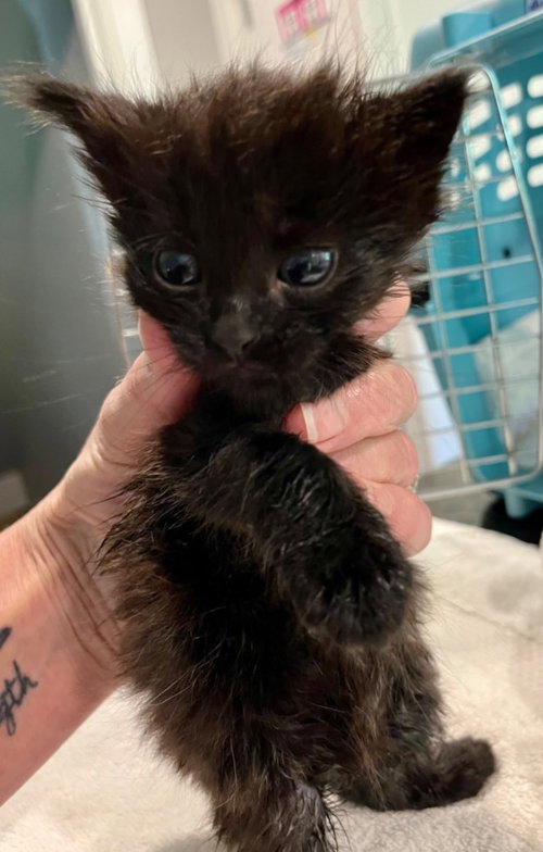 Sherman, Baby Domestic Short Hair, cat for adoption in Leonardtown, Maryland