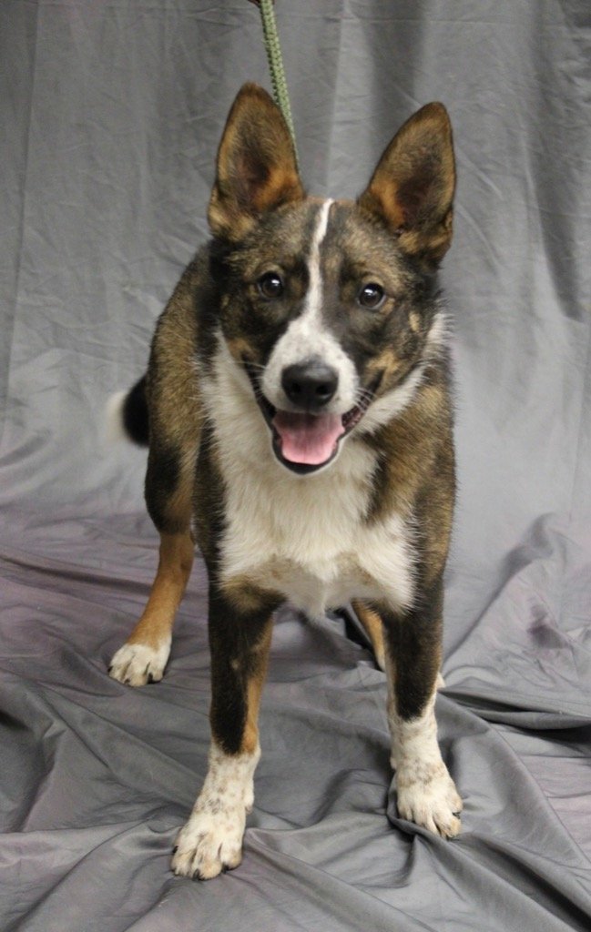 adoptable Dog in Leonardtown, MD named Calvin