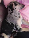Pippa