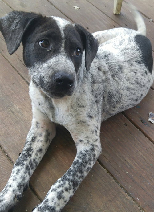 Pepper