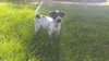 Pepper