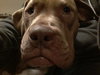 Murphy