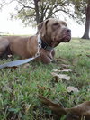 Murphy