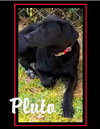 Pluto