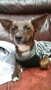 Gidget