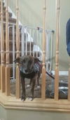 Gidget